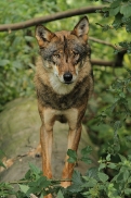 Olderdissen1207Kati_Laika-21