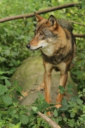 Olderdissen1207Kati_Laika-22