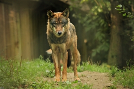 Olderdissen1207Kati_Laika-24