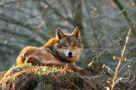 Eurasian Wolves