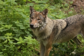 Natur- und Umweltpark Güstrow