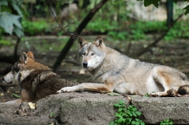 Eurasian Wolves