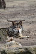 Berlin1209BineG_All-15