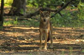 Eurasian Wolves