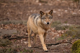 Berlin1604LinaT-Rinda-01