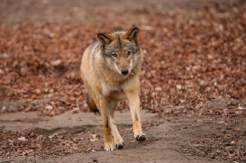 Berlin1604LinaT-Rinda-02