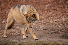 Berlin1604LinaT-Rinda-03