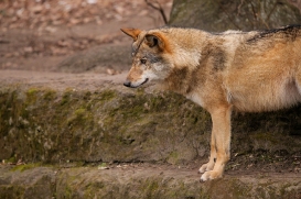 Berlin1604LinaT-Rinda-05