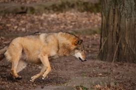 Berlin1604LinaT-Rinda-13