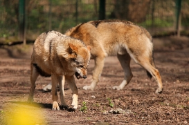 Berlin1604LinaT-Rinda-16