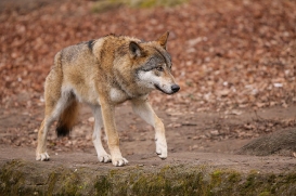 Berlin1604LinaT-Wotan-02