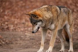 Berlin1604LinaT-Wotan-04