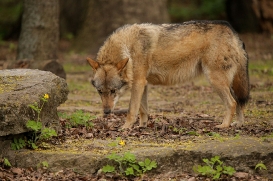 berlin1605linat-rinda-11