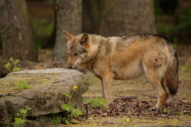 berlin1605linat-rinda-12