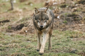 Tierpark Gotha