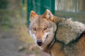 Stendal1502LinaT-female-02