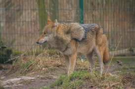 Stendal1502LinaT-female-03