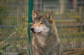 Stendal1502LinaT-Rufus-01