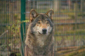 Stendal1502LinaT-Rufus-02