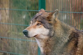 Stendal1502LinaT-Rufus-03