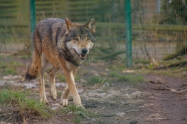 Stendal1502LinaT-Rufus-06