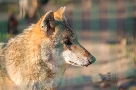 Stendal1602LinaT-female-01