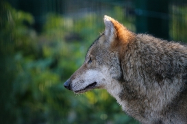 Stendal1602LinaT-female-02