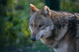 Stendal1602LinaT-female-04