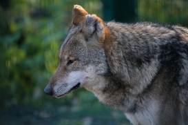 Stendal1602LinaT-female-05