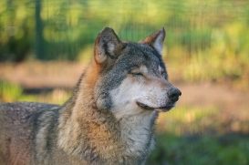 Stendal1602LinaT-Rufus-06