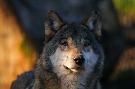Stendal1602LinaT-Rufus-11