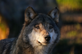 Stendal1602LinaT-Rufus-12