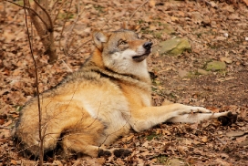 Moritzburg1402Elli_Lilly-20