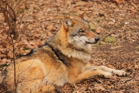 Moritzburg1402Elli_Lilly-22