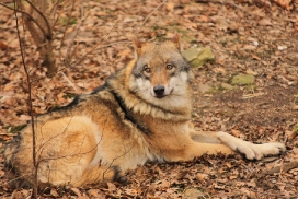 Moritzburg1402Elli_Lilly-24