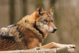 Wildgehege Moritzburg