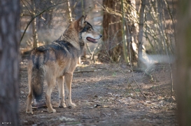 Wildpark Johannismühle