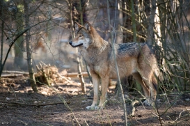 Wildpark Johannismühle