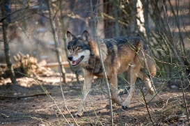 Wildpark Johannismühle