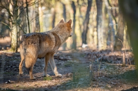 Wildpark Johannismühle