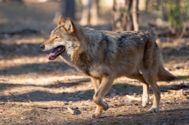 Wildpark Johannismühle