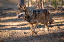 Wildpark Johannismühle