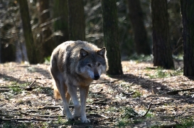 Schorfheide1203BineG_All-04