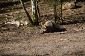 Schorfheide1203BineG_All-15