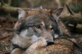 Wildpark Schorfheide