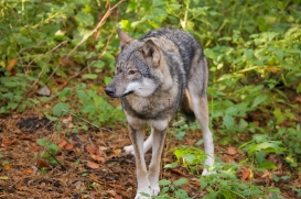 SchwBerge1511LinaT_Dunja-02