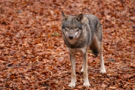 SchwBerge1512LinaT_Dunja-05