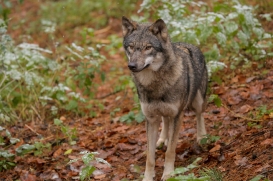 SchwBerge1512LinaT_Dunja-08