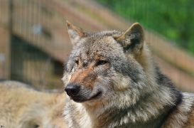 Verden1206BineG_Odin-01