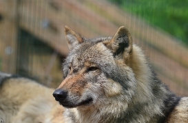 Verden1206BineG_Odin-02